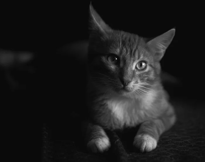 The most ordinary cat. With an ordinary name in Russia...Trump - My, cat, Lucky moment, Black and white, Passion, Pets, Donald Trump, The photo, Sony a99, Russia, Longpost