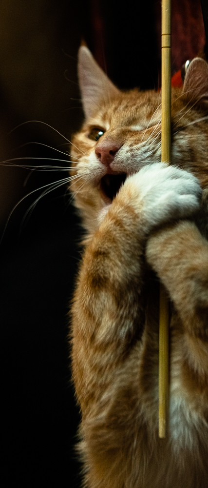 Tiger habits - My, cat, Redheads, Milota, The photo, Longpost