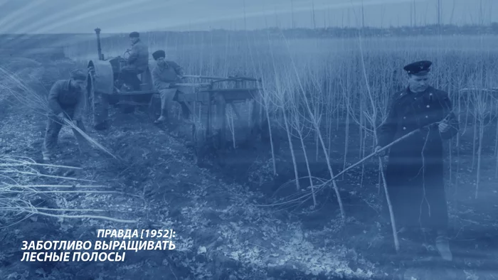 Carefully grow forest belts [Pravda 1952] - Pravda newspaper, the USSR, Forest belt, Сельское хозяйство, Socialism, Longpost