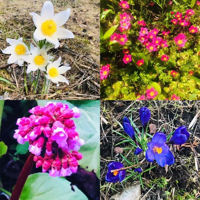 Review of topics and posts for the new week (February 8 to 14) on the Rostock channel - My, Flowers, Garden, Garden, Dacha, Daffodils flowers