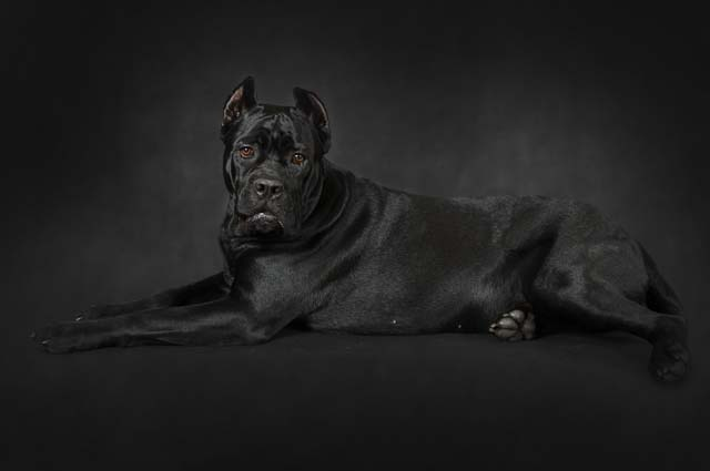 Description of the Cane Corso dog! - Pets, Dog, Dog breeds, Cane Corso, Video, Longpost