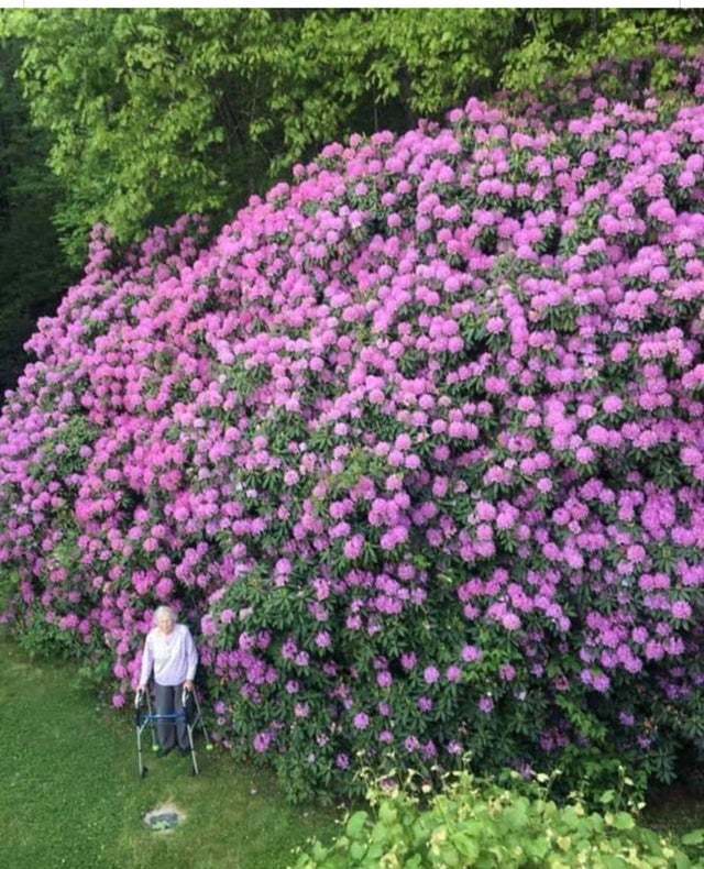A centennial flower bush and the woman who planted it - Flowers, Old men, Gardening, Rhododendron