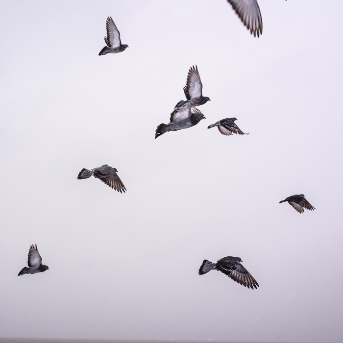 Зимние голуби