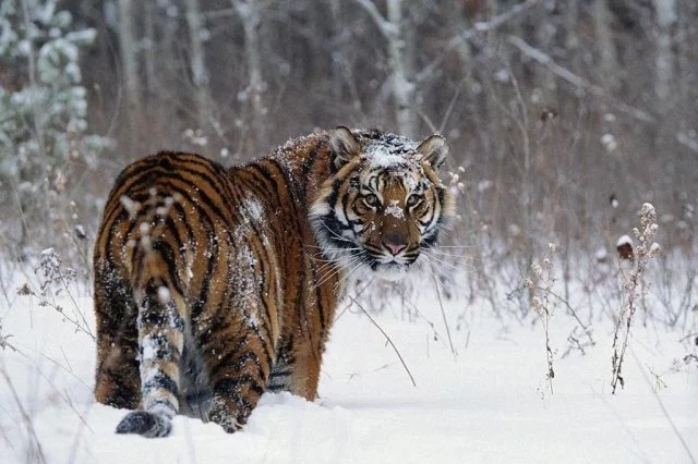 A tiger walking in the south of the Amur region “feasted” on a wild boar and chased a lynx - Tiger, Big cats, Lynx, Small cats, Amur region, Mining, Boar, Wild animals, Rare view, news