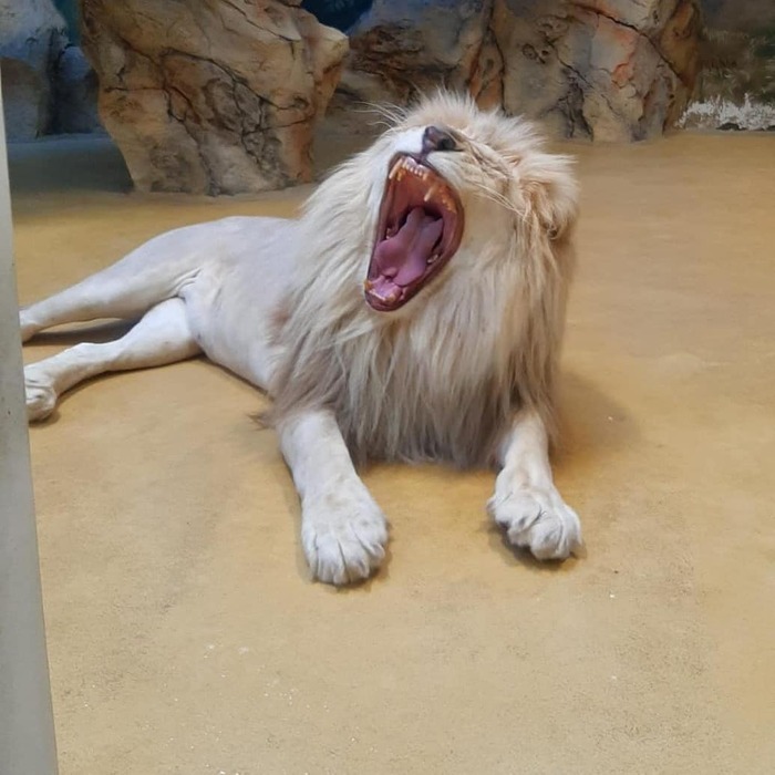 Lion, goat and raven: the Kazan zoo has been replenished with new animals - a lion, Big cats, Cheetah, Small cats, Kazan, Zoo, Birds, Chimpanzee, Longpost