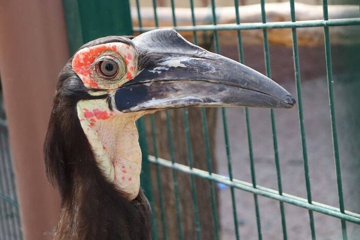 Lion, goat and raven: the Kazan zoo has been replenished with new animals - a lion, Big cats, Cheetah, Small cats, Kazan, Zoo, Birds, Chimpanzee, Longpost