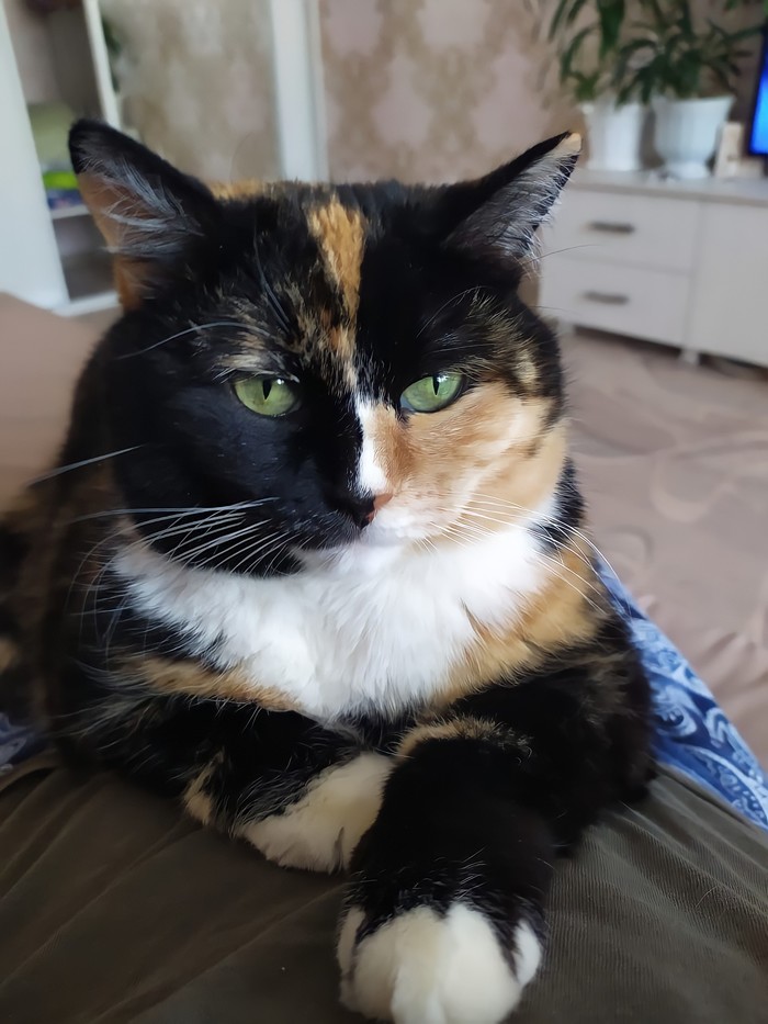 Мадам Кошкина