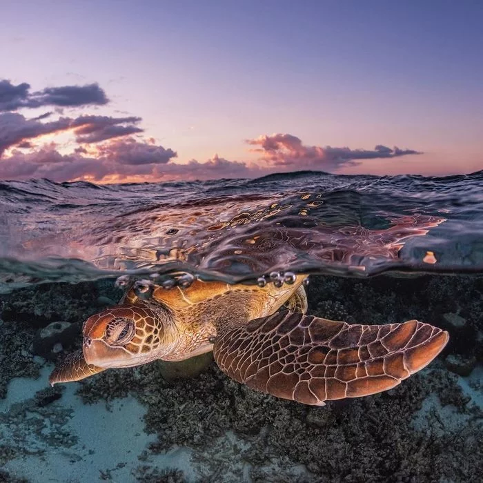 Turtles - The photo, Photographer, Turtle, Ocean, Relax, Longpost, Video