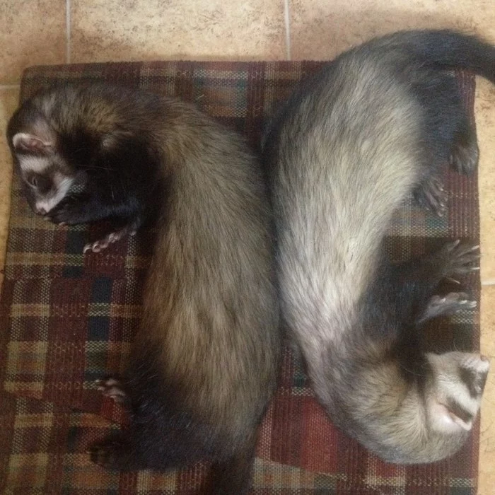 They haven't been with me for two years now, but - My, Ferret, Pets, Pet