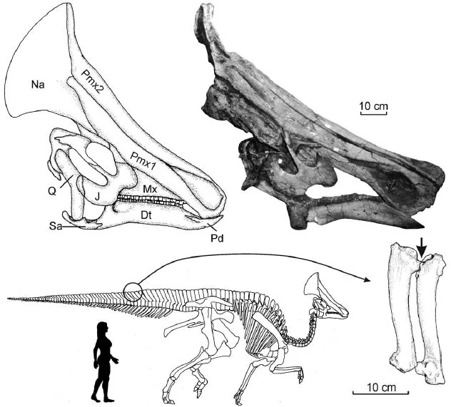 Олоротитан (лат. Olorotitan) - Палеонтология, Окаменелости, Динозавры, Россия, Животные, Мезозой, Наука, Природа, Травоядные, Длиннопост