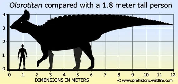 Олоротитан (лат. Olorotitan) - Палеонтология, Окаменелости, Динозавры, Россия, Животные, Мезозой, Наука, Природа, Травоядные, Длиннопост