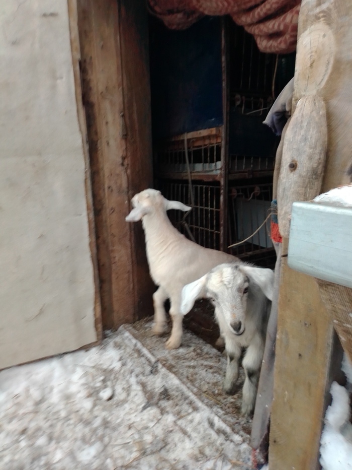 "Лисиццын дом"-19