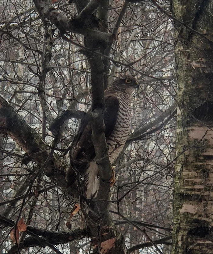 Wildlife of Moscow - My, Birds, Hawk, Moscow, Orekhovo-Borisovo, wildlife