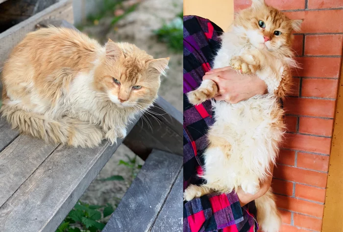 A story about a wild ginger cat who got sick and came to my porch - My, Kittens, cat, Help, Kindness, Pet, Animals, Animal Rescue, Cold, , Hunger, Winter, Redheads, Video, Longpost, Pets