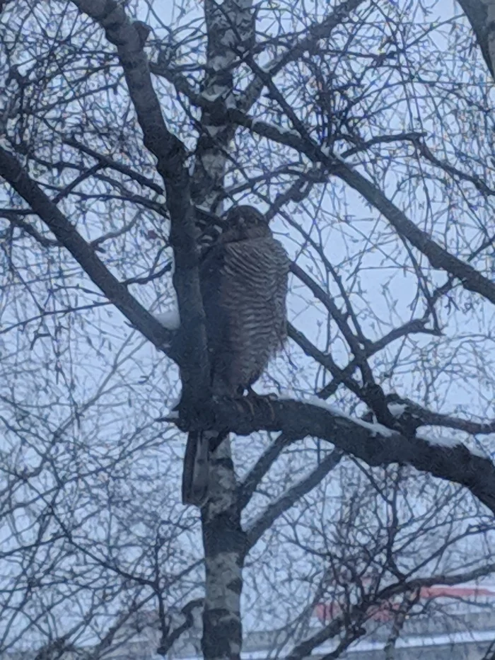 In response to the post: Wildlife of Moscow - My, wildlife, Saint Petersburg, The photo, Video, Longpost