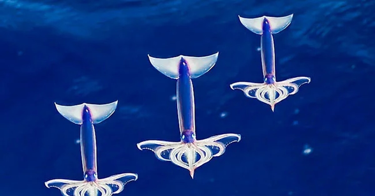Todaropsis eblanae. Flying squid. Командорский кальмар живой. Летучий кальмар. Тихоокеанский кальмар (todarodes pacificus).