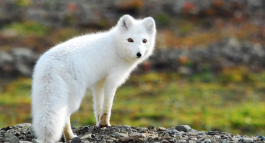 Foxes have replaced arctic foxes due to waste on roads - Ecology, Garbage, Animals, Nature, Waste recycling