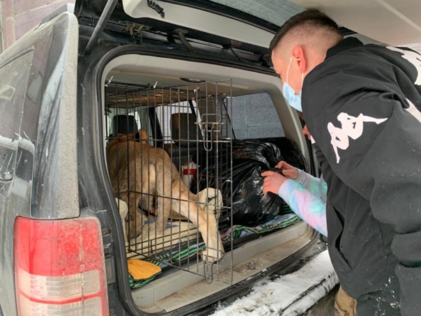 Veles bought a lion cub with cataracts in Moscow - a lion, Lion cubs, Animal Rescue, Video, Longpost