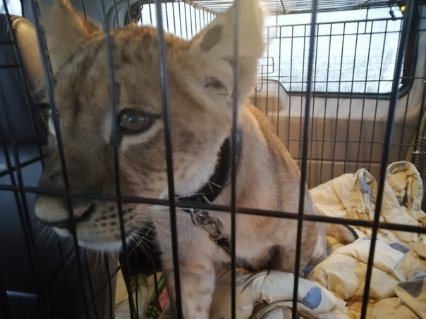 Veles bought a lion cub with cataracts in Moscow - a lion, Lion cubs, Animal Rescue, Video, Longpost