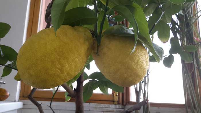 Post #8014307 - My, Lemon, Tree, Homemade, Фрукты, Fruit, And in our apartment, Longpost
