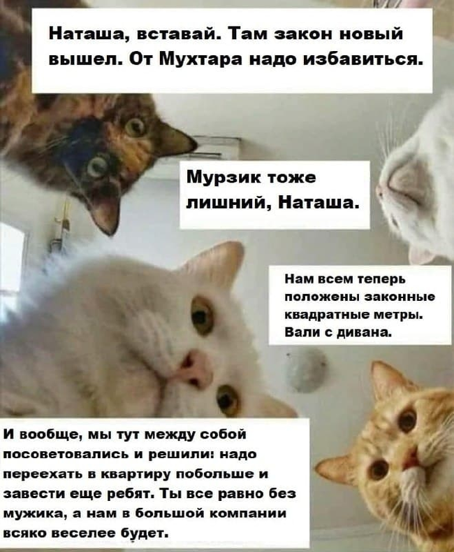 Great, right? - Marasmus, Is this the norm?, Kirov region, Pets