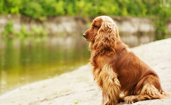 Description of the dog English Cocker Spaniel! - Pets, Dog, Dog breeds, Cocker Spaniel, Video, Longpost