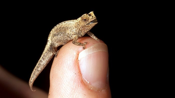 The smallest lizard in the world? - My, Animals, Nature, Interesting, Informative, Lizard, Longpost