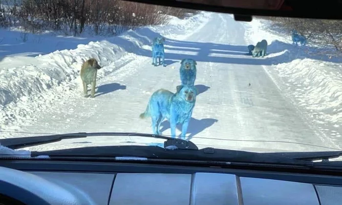 Chemistry-chemistry the whole dog is blue - Dog, Stray dogs, Chemical dump, Paints, Dzerzhinsk