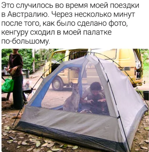 When I couldn't find the toilet - Kangaroo, Tent, Туристы, Toilet, Not found, Imgur, Screenshot