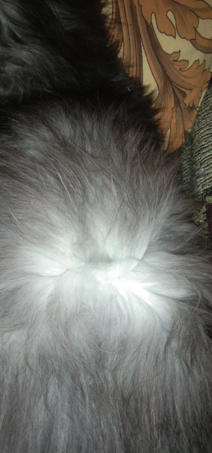 I haven't gone to put on makeup for a long time - My, cat, Wool, Longpost