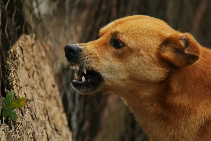 The case against an official regarding death due to stray dogs came to court for the first time - Dog attack, Krasnoyarsk, Officials, Criminal case, Dog, Wild animals, Stray dogs