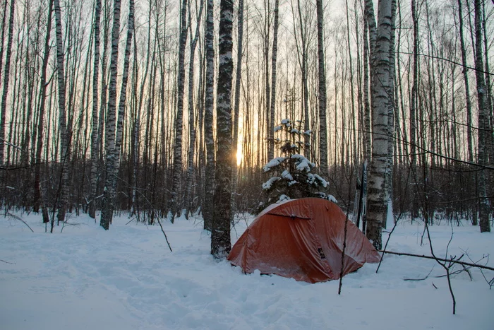 Morning in the winter forest - My, Winter, Winter hike, Nature, Longpost