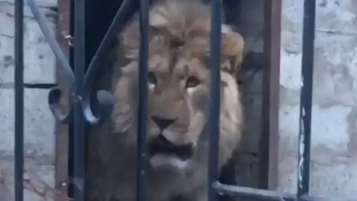 ��������� � ������������ ��������� ��� ����� ���� � �������� ������