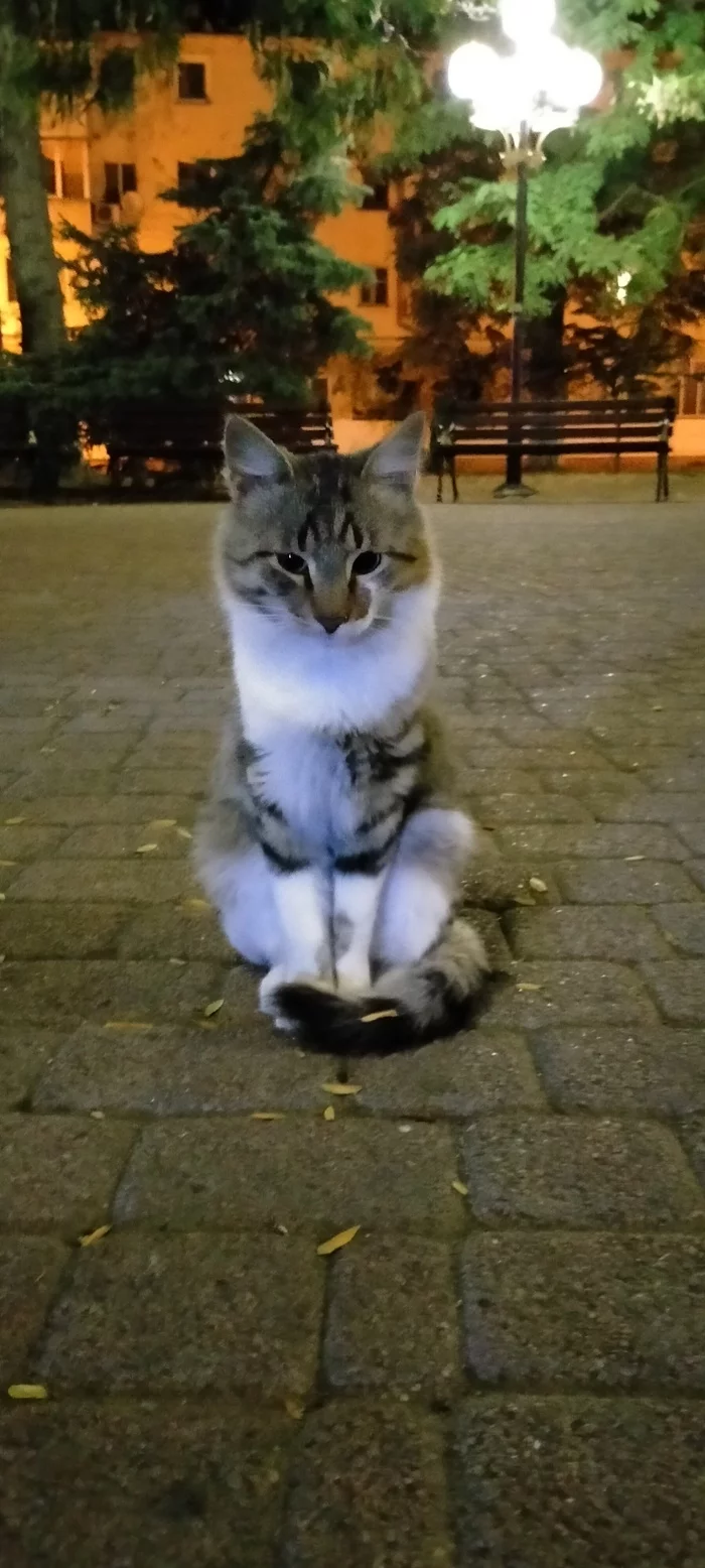 Evening cat for your feed - My, cat, Mobile photography, Longpost