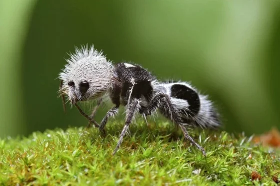 Panda Ant - Ants, Nature, Animals, I, Panda, Wild animals, beauty, Insects, Poisonous animals