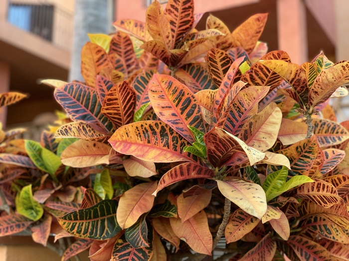 Фото кодеума пёстрого (кротон)