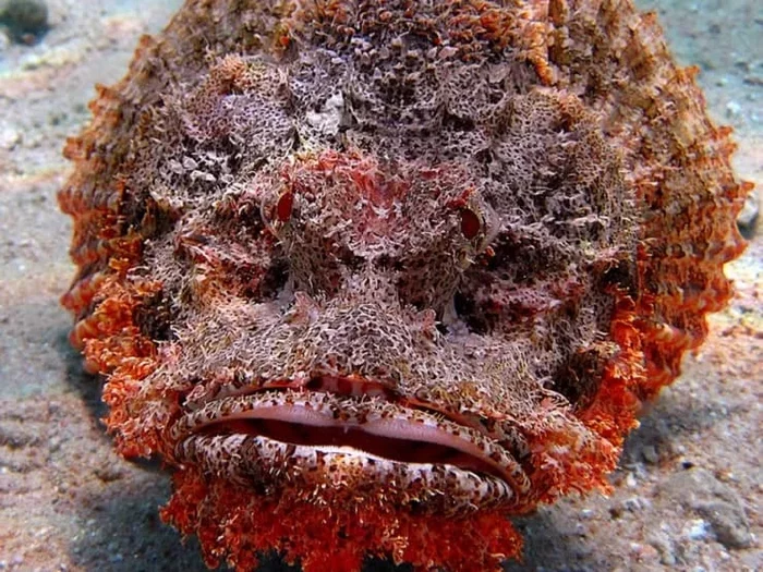 Stonefish: A geologist's nightmare or a resort mine. It seems like an ordinary cobblestone is lying there and now - you’re already in the hospital - Animals, A fish, stone fish, Animal book, Yandex Zen, GIF, Longpost