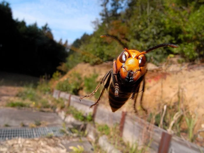 - It seems to me that you entered the wrong yard, dude... - Insects, Macro photography, Lucky moment, Flight, Hornet