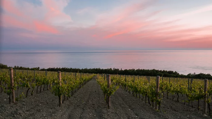 Vineyards - My, Vineyard, Sunset, Black Sea