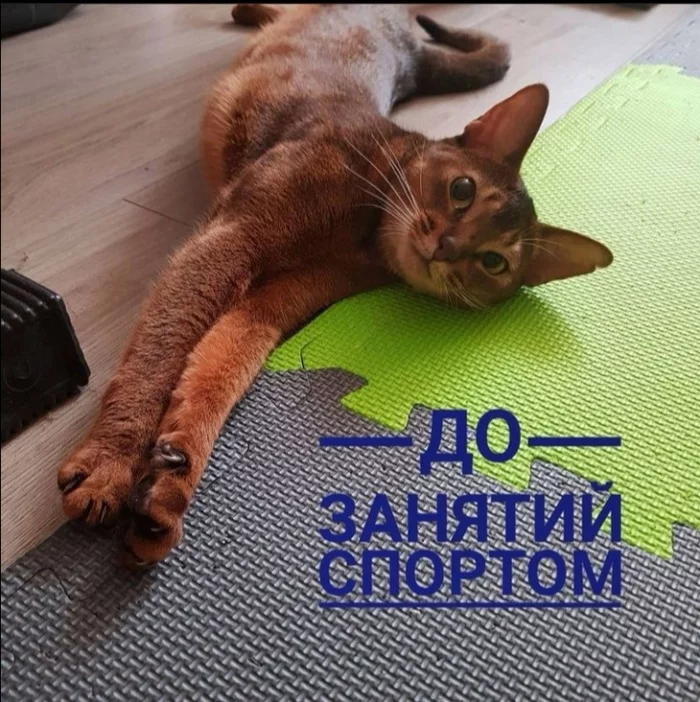 It's such a sport - My, cat, Sport