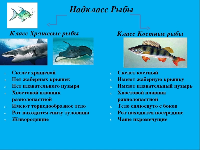 паразит учение о жизни откуда взялись паразиты. Смотреть фото паразит учение о жизни откуда взялись паразиты. Смотреть картинку паразит учение о жизни откуда взялись паразиты. Картинка про паразит учение о жизни откуда взялись паразиты. Фото паразит учение о жизни откуда взялись паразиты