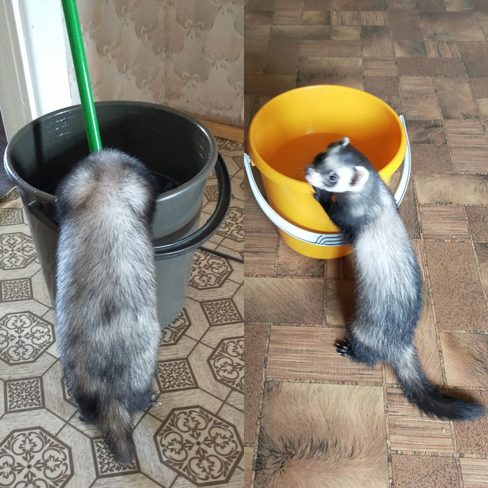 Не было забот, купила баба два хорька...