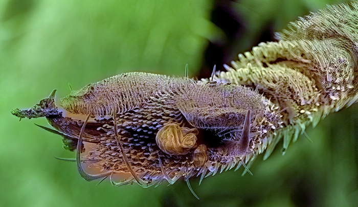 Грязная лапа мухи