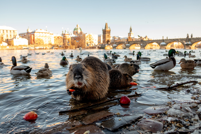 Нутрия в Праге