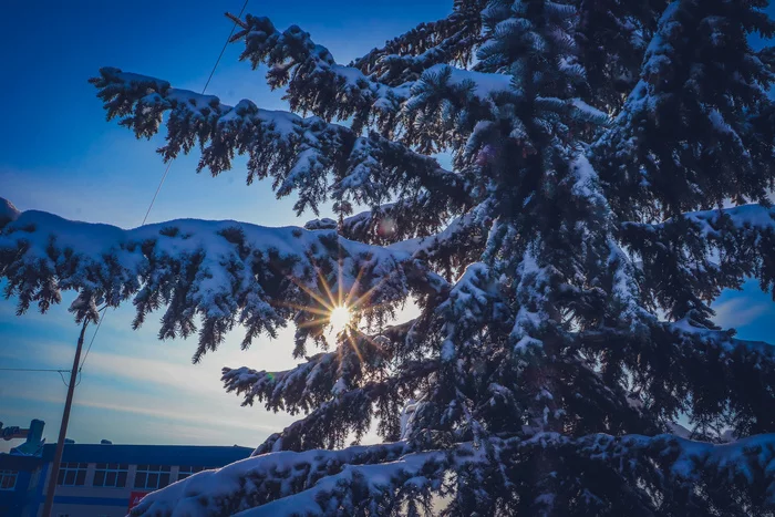 Winter - My, The photo, Winter, Blue Spruce, Cones, Longpost