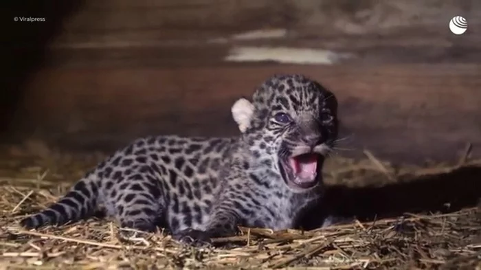 Love in captivity: a wild jaguar and a female from the zoo have offspring - Jaguar, Big cats, Argentina, Interesting, Rare view, Animal Rescue, Wild animals, Cat family, Video, National park, Young, Offspring