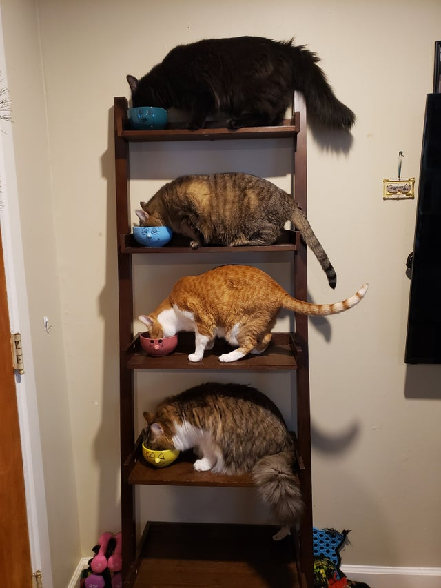 Multi-level feeding - cat, Feeding, Stairs, Milota, Animals, Pets