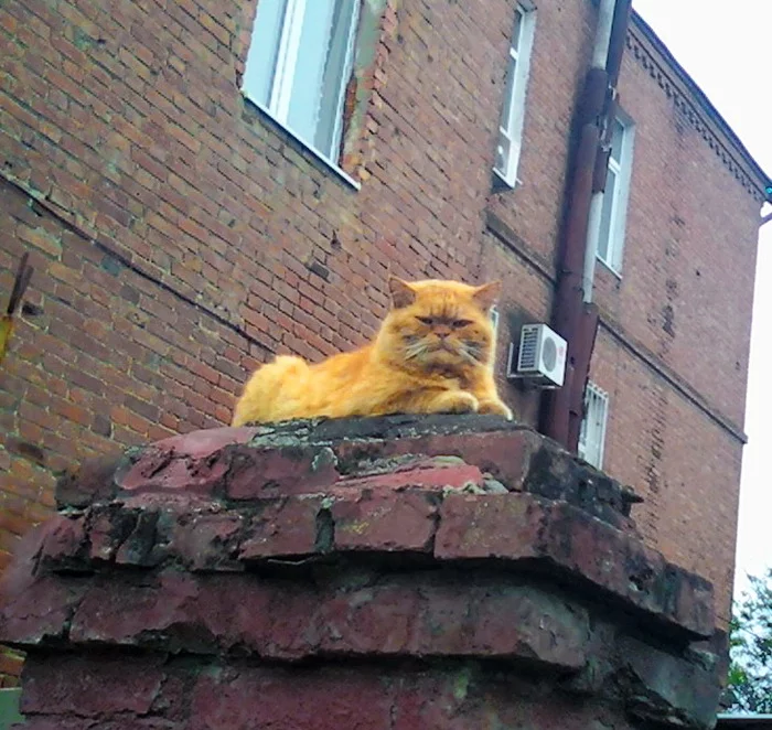 Reply to the post “Siberian cat” - My, cat, Redheads, Photo on sneaker, Mobile photography, Brickwork, an old house, Kuban, Reply to post