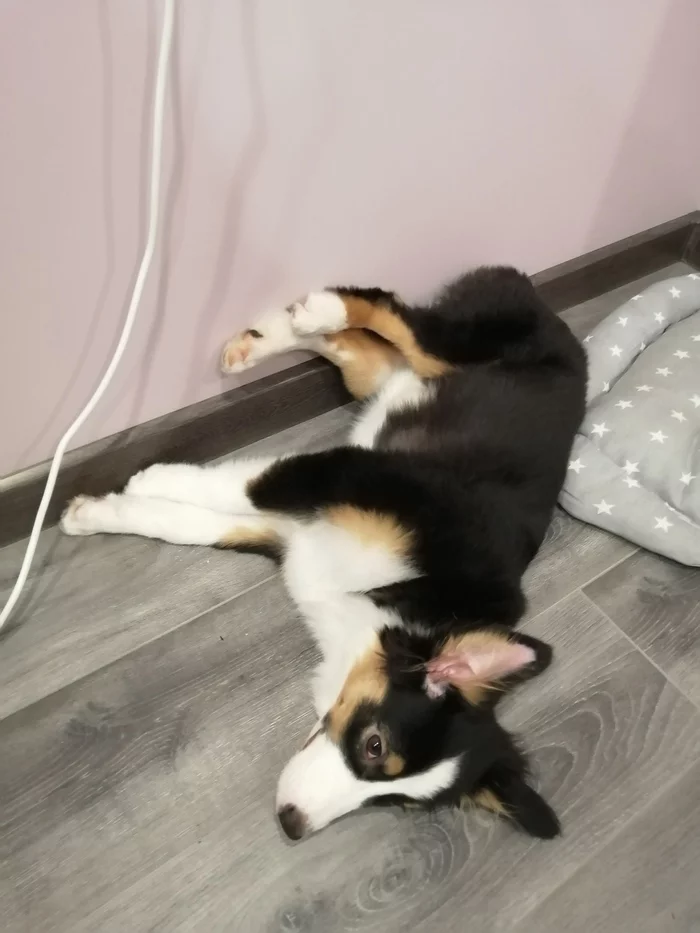 Favorite sleeping position - My, Puppies, Australian shepherd, Dog, Longpost