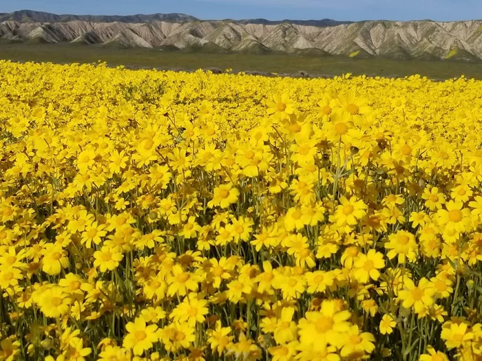 field flowers - My, Southern California, Spring, Wildflowers, Longpost